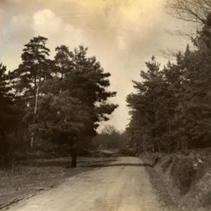 View of forest near Milland, 1909 View of forest near Milland, 1909