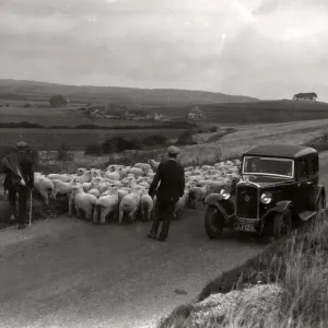 On the way to Findon Sheep Fair, 14 September 1935