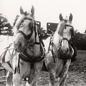 West Grinstead Ploughing Match