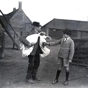 White Turkeys at Upperton, December 1933