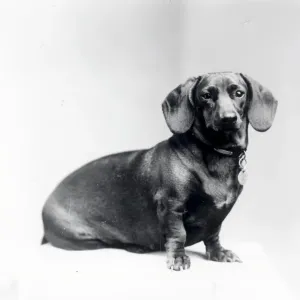 Who are you calling a Sausage Dog? - about 1947