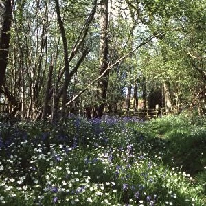 Wood anemones and bluebells in a wood near Petworth