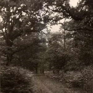 Woodland glade near Henley, 1909 Woodland glade near Henley, 1909