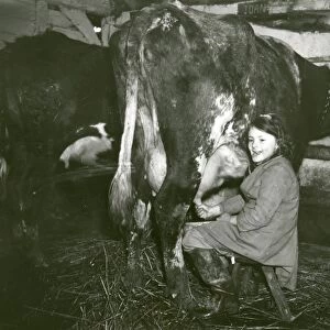 Young girl milking a cow, February 1938