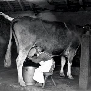 Young girl milking cow - May 1938