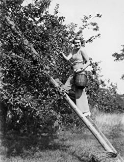 West sussex record office/george garland/apple picking marshalls farm West sussex record office/george garland/apple picking marshalls farm