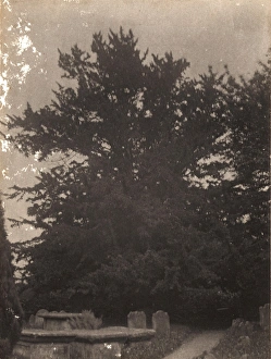 Ardingly: Yew Tree in Churchyard, 1906
