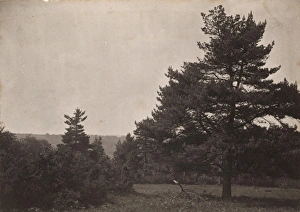 Ashdown Forest, 1908
