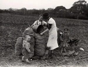 Potato bagging on Sussex Farm