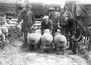 Barham Lamb Sale, Whitsun - 1939