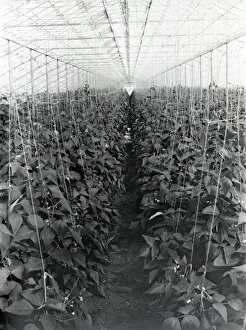 Images Dated 18th May 2015: Beans growing under glass - 25 March 1946
