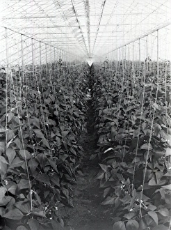 George Garland Prints: Beans growing under glass - 25 March 1946