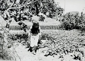 Beekeeper in garden