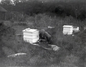 Beekeeper taking a swarm of bees, June 1934