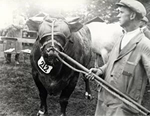 Images Dated 29th October 2014: A blindfolded bull at Sussex County Show at Horsham, June 1928