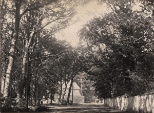 19th Century Prints: Bognor: the road leading to Bersted Lodge, 1902