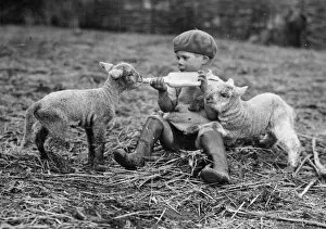 Rural Collection: Boy feeding lambs on Crosss Farm