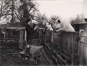 Boy playing musical instrument to two pigs Boy playing musical instrument to two pigs