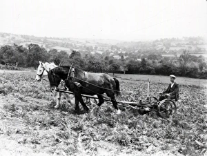 Farm Prints: Bracken Cutting, Orcop Hill, Hertfordshire - 25 August 1938