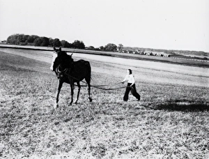Breaking in a horse - June 1941