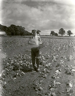 Agriculture Prints: Broadcasting Artificials on Kale in Lodsworth District - July 1944