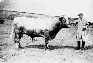 Bull at South Farm - August 1941