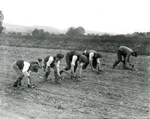 Cabbage planting on Dallyns Farm, June 1935