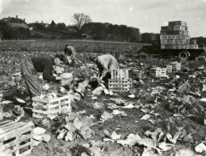 Cabbages at Tillington - October 1939 Cabbages at Tillington - October 1939