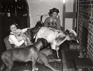 Calf and four dogs at the fireside