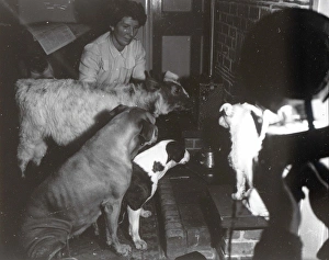 Calf and dogs at the fireside