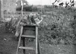 Images Dated 16th March 2015: Cat on a ladder - November 1939