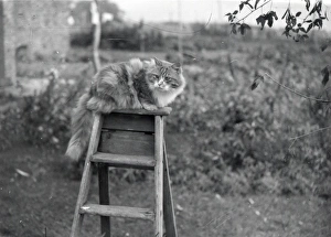Animal Prints: Cat on a ladder - November 1939