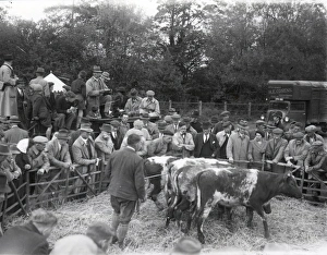 Cattle at Loxwood Fair – 3 May 1945 Cattle at Loxwood Fair – 3 May 1945