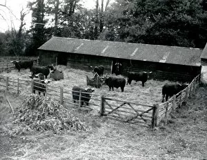 Images Dated 23rd April 2015: Cattle on Slade Farm Rogate - about 1944