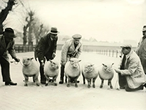 Agriculture Prints: Chichester Fat Stock Show, December 1933