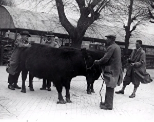 Farmer Prints: Chichester Fat Stock Show, December 1935