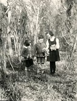 Images Dated 17th February 2015: Three children picking daffodils, March 1938