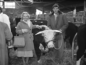 Christmas Fat Stock Show