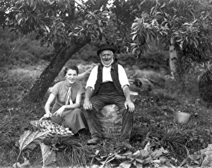 Cider apple gathering