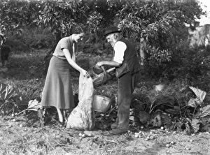 Cider apple gathering Cider apple gathering