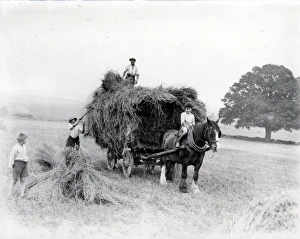 Collecting harvested hay on cart