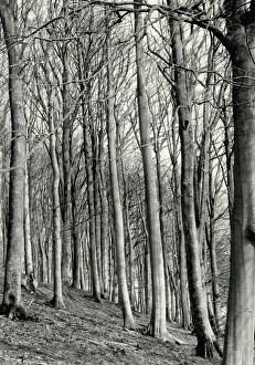 Cowdray Estate Woodland - April 1942