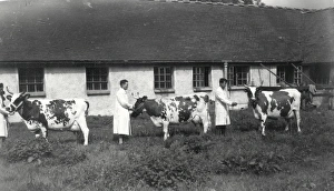 George Garland Prints: Cows at Elstead Manor Farms - August 1944