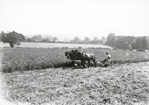 Cutting Clover at Fittleworth - about 1940