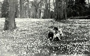 Daffodils in the Pleasure Grounds - April 1939