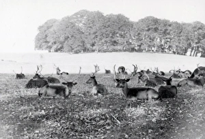 Animal Prints: Deer in Cowdray Park - September 1939