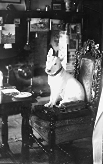 Animal Prints: Dog in pub sitting on chair, December 1934