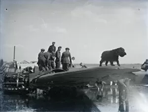Images Dated 15th February 2013: A dog sitting on wing of downed Junkers 88 in Pagham Harbour