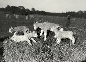 Farm Prints: Dorset Horn Lambs, Langdale - 1945