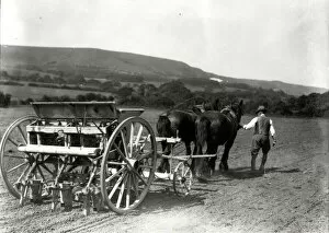 Images Dated 19th January 2012: Drilling mangels beneath the South Downs at Storrington, 1928